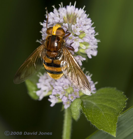 Large hoverfly (poss. Volucella zonaria) on Water Mint - 1