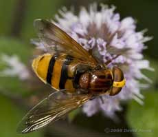 Large hoverfly (poss. Volucella zonaria) on Water Mint