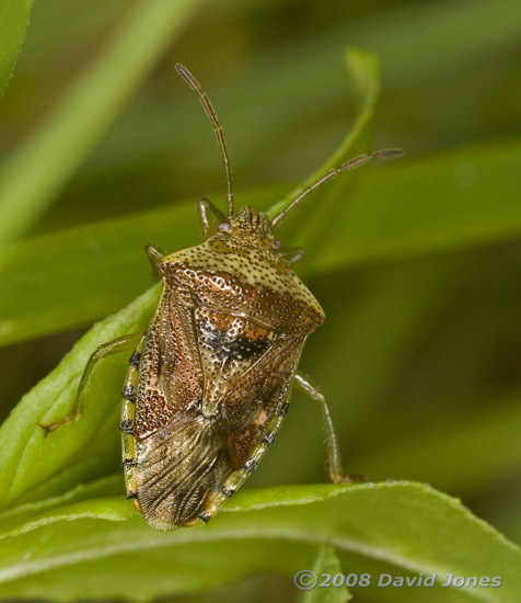 Parent Bug (Elasmucha grisea) on leaf