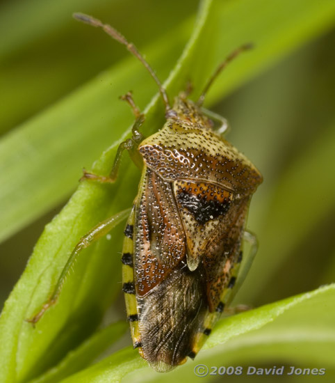 Parent Bug (Elasmucha grisea) on leaf - 2
