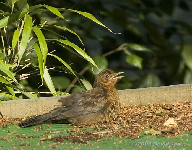 Blackbird sunbathing on caravan shelter