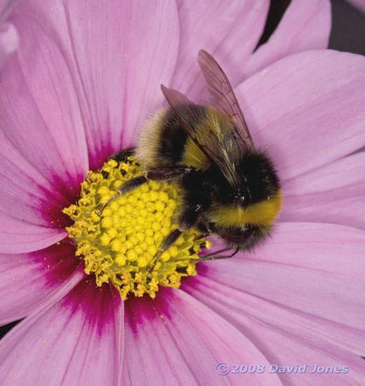 Garden Bumble Bee at Cosmos bloom