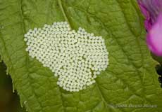 Moth egg cluster on Great Willowherb leaf