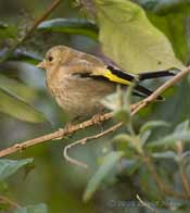 Goldfinch fledgling