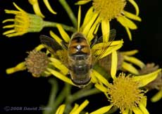 Large hoverfly (poss. Eristalis tenax) on Ragwort