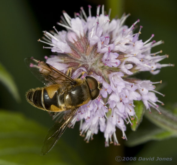 Large hoverfly (poss. Eristalis tenax) on Water Mint