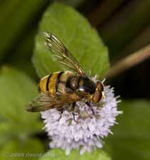 Large hoverfly (poss. Volucella inanis) on Water Mint