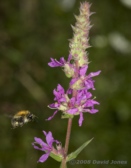 Carder Bee visits a Purple Loostrife plant (Lythrum salicaria)