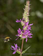 Carder Bee visits a Purple Loostrife plant (Lythrum salicaria)