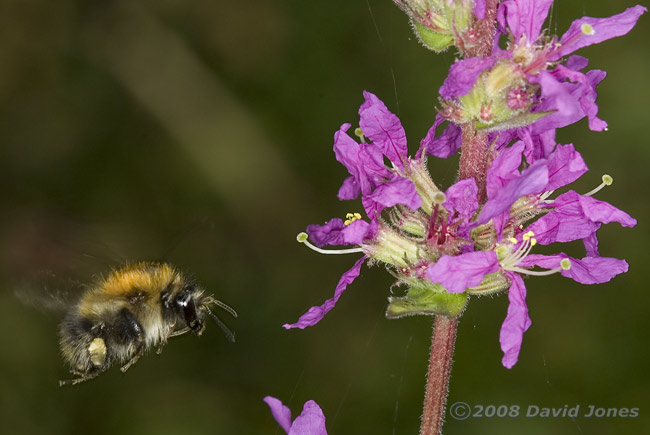 Carder Bee visits a Purple Loostrife plant (Lythrum salicaria) - 2