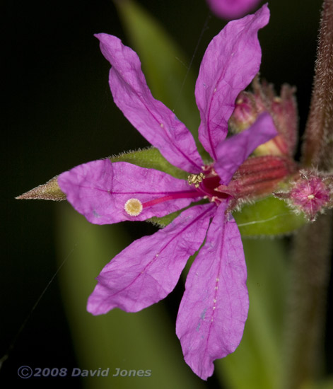 Purple Loostrife plant (Lythrum salicaria) - close-up of flower