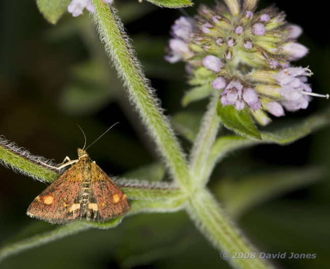 Moth (Pyrausta aurata) on Water Mint 