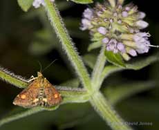 Moth (Pyrausta aurata) on Water Mint