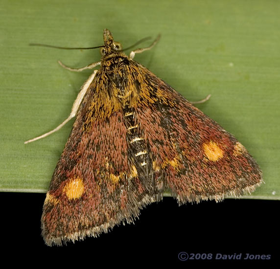 Moth (Pyrausta aurata) on Water Mint - close-up