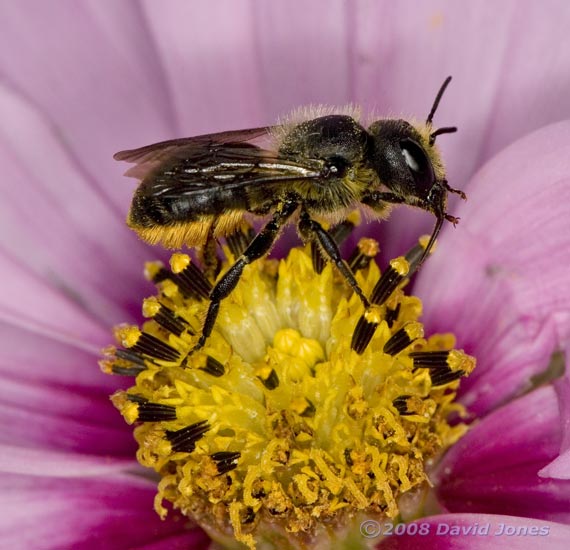 Solitary Bee at Cosmos bloom - 2: cleaning its proboscis