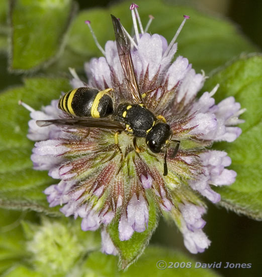 Solitary Wasp on Water Mint