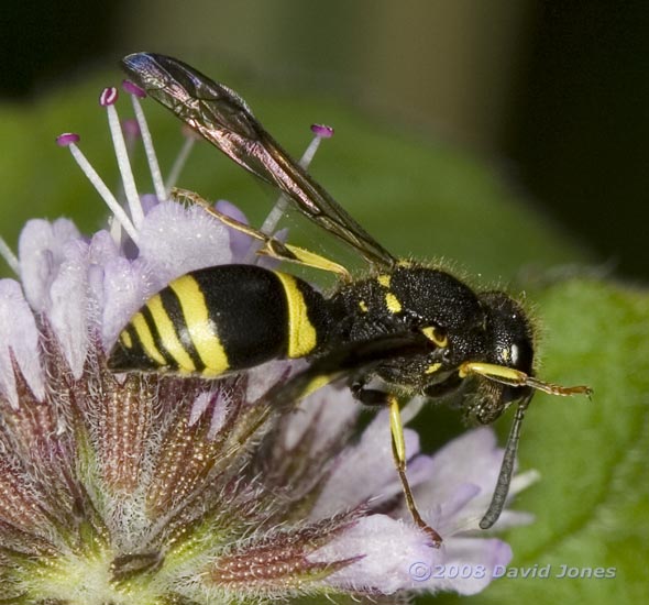 Solitary Wasp on Water Mint - 2