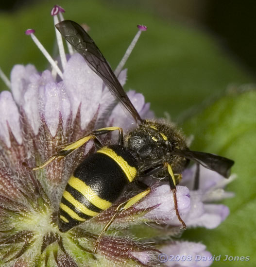 Solitary Wasp on Water Mint - 3