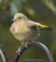 Goldfinch fledgling begs for food