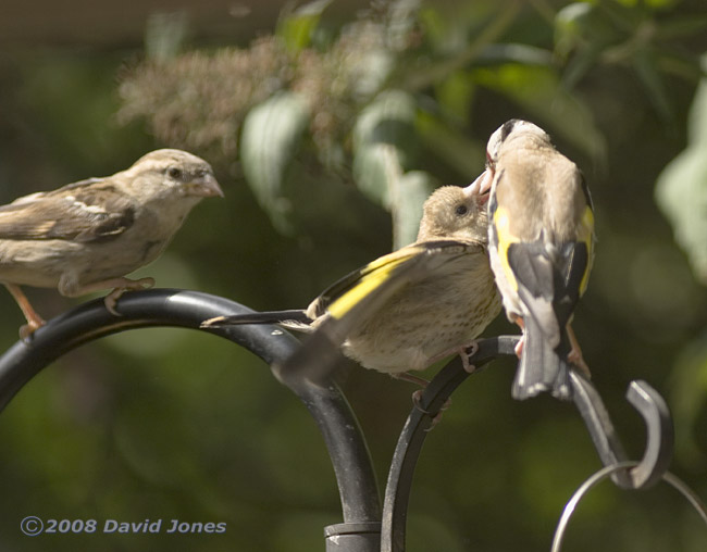 Sparrow watches as Goldfinch fledgling is fed