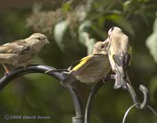 Sparrow watches as Goldfinch fledgling is fed