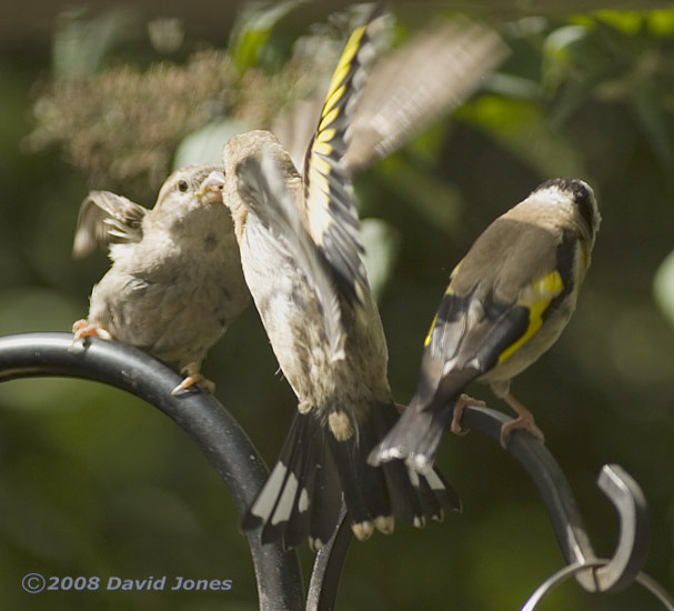 Sparrow approached for food by Goldfinch fledgling
