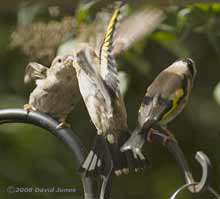 Sparrow is approached for food by Goldfinch fledgling
