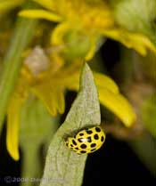 22-spot Ladybird (Psyllobora 22-punctata) on Ragwort