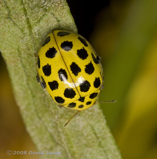 22-spot Ladybird (Psyllobora 22-punctata) on Ragwort - close-up