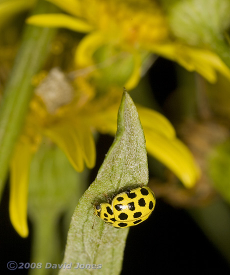 22-spot Ladybird (Psyllobora 22-punctata) on Ragwort