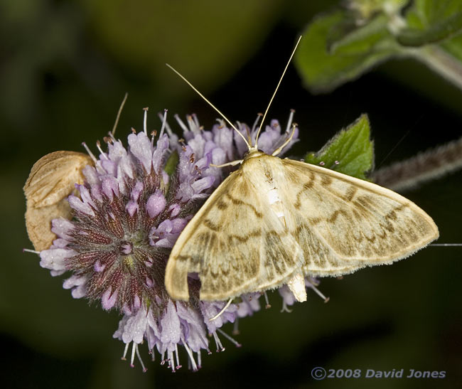 Mother of Pearl (Pleuroptya ruralis) on Water Mint