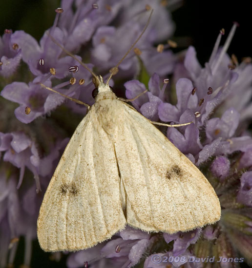 Straw Dot (Rivula sericealis)