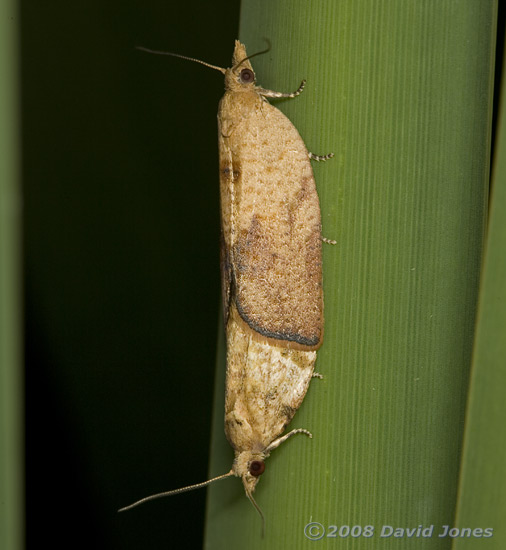 Light Brown Apple Moths (Epiphyas postvittana) mating on Iris leaf