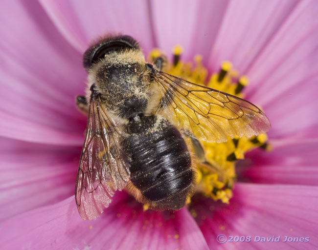 Solitary Bee at Cosmos bloom - 1