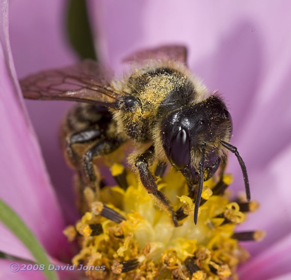 Solitary Bee at Cosmos bloom - 1 :close-up of head