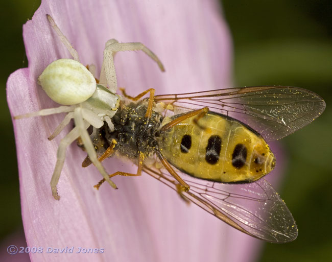 Crab Spider (Misumena varia) with hoverfly at Cosmos bloom - 3