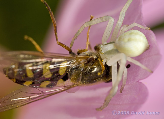 Crab Spider (Misumena varia) with hoverfly at Cosmos bloom - 1