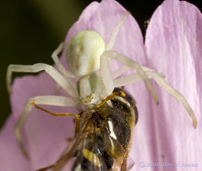 Crab Spider (Misumena varia) with hoverfly at Cosmos bloom - 2