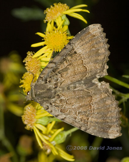 Old Lady Moth (Mormo maura) on Ragwort