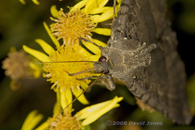 Old Lady Moth (Mormo maura) on Ragwort - 2