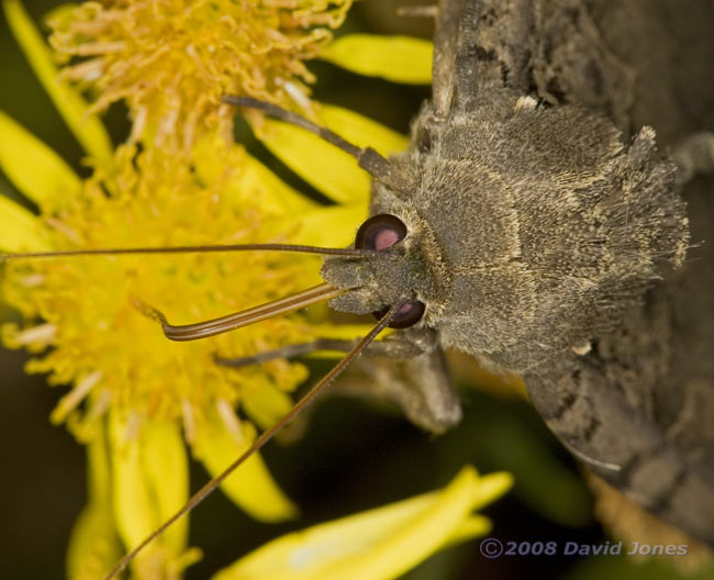 Old Lady Moth (Mormo maura) on Ragwort - 2: close-up