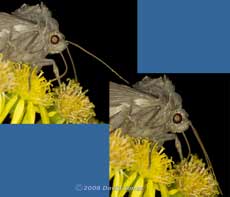 Old Lady Moth (Mormo maura) on Ragwort - b
