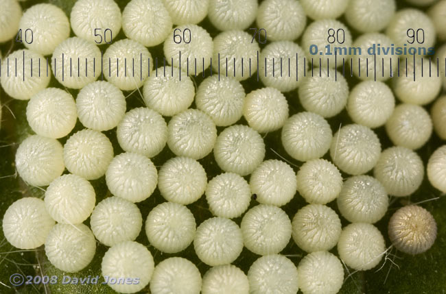 Moth eggs on Great Willowherb leaf