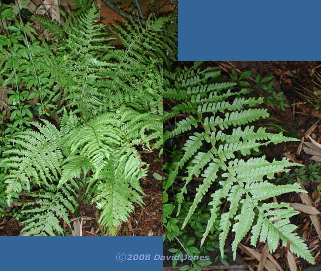 Fern with sawfly larval damage