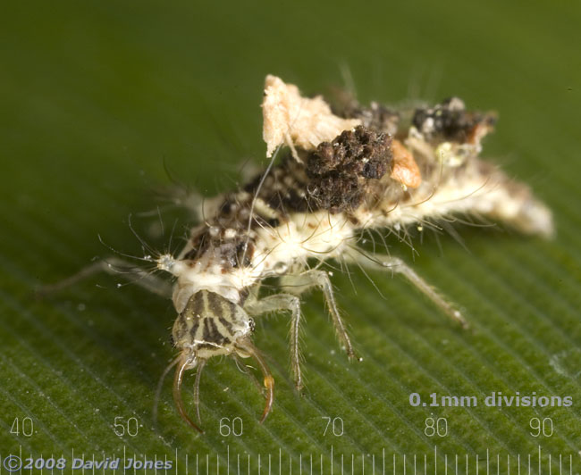 Brown Lacewing larva on Bamboo leaf