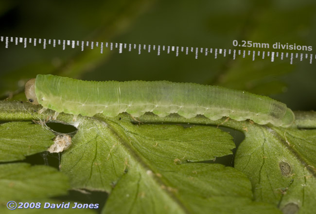 Sawfly larva (unidentified) on fern frond - 1