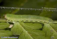 Sawfly larva (unidentified) on fern frond