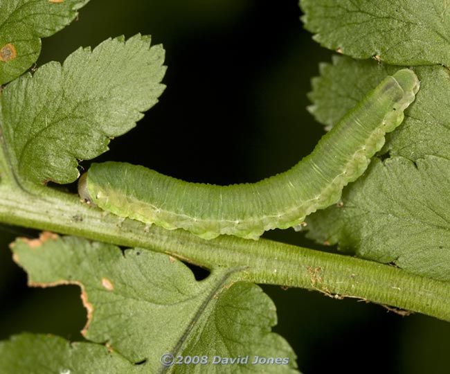 Sawfly larva (unidentified) on fern frond - 2
