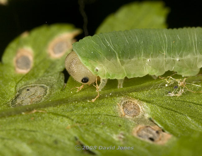 Sawfly larva (unidentified) on fern frond - showing circular damage to frond