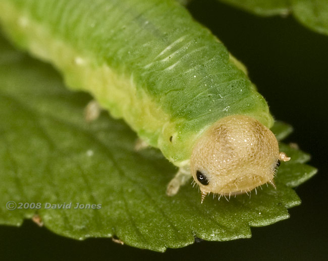 Sawfly larva (unidentified) on fern frond - 2: close-up of head